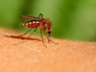 Як позбутися комарів у квартирі: прості способи, які справді працюють влітку