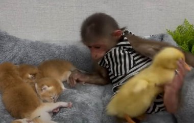 Обезьянка и утенок попали в гости к котятам и покорили сеть