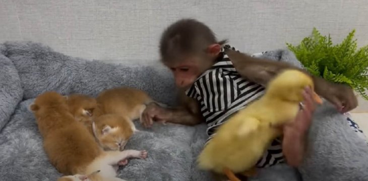 Обезьянка и утенок попали в гости к котятам и покорили сеть