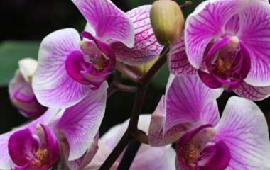 Как поливать орхидеи: правильный способ, чтобы цветы не болели