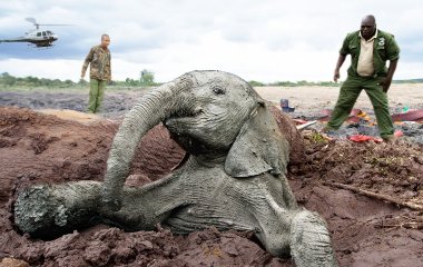 Слон с помощью хобота научился добывать воду из колонки
