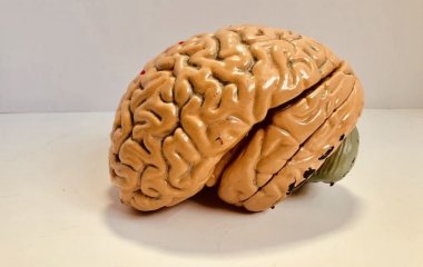 5 факторів, що зменшують розмір мозку