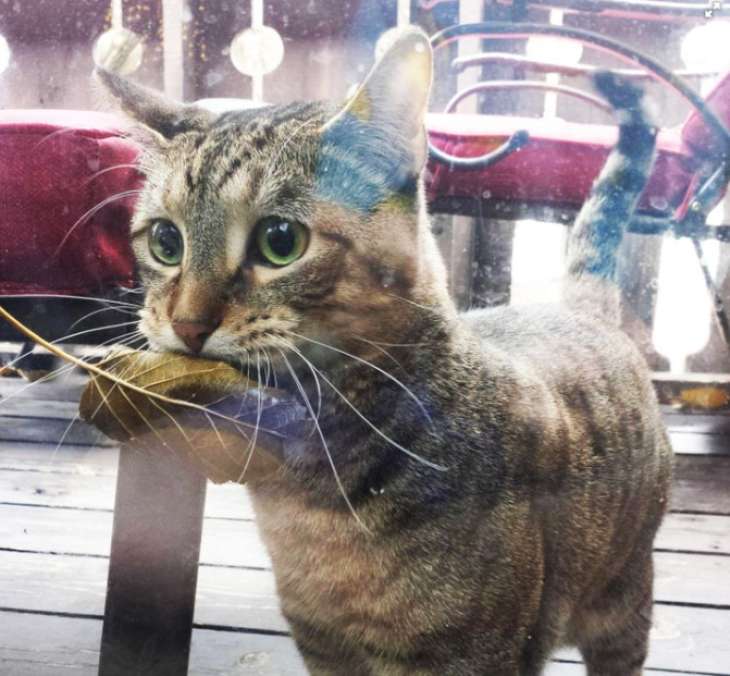 Уличный кот каждый день приносит в магазин листок, чтобы обменять его на рыбку