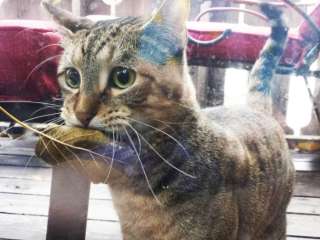 Уличный кот каждый день приносит в магазин листок, чтобы обменять его на рыбку