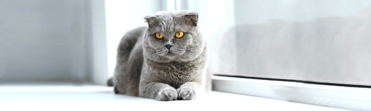 25-летняя кошка вернулась домой через два года и расплакалась (ФОТО)