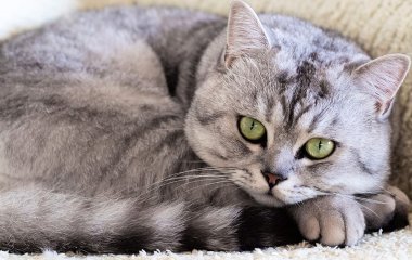 Кошка увидела себя в зеркале, испугалась и стала известна (ВИДЕО)