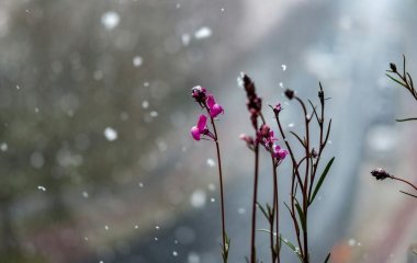 День ангела 26 лютого: кого та як вітати з іменинами