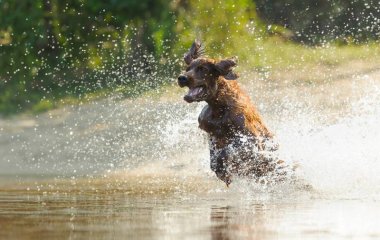 Эффектный прыжок в воду неуклюжего пса повеселил Сеть (ВИДЕО)