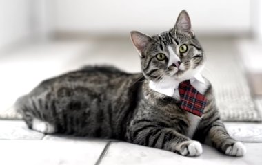 Кошка за минуту успокоила плачущего малыша и тут же стала звездой сети