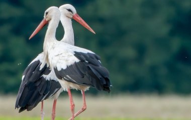 День ангела 15 серпня: кого та як вітати з іменинами