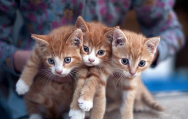 Сеть рассмешил котенок, который напугал своих хозяев (ВИДЕО)