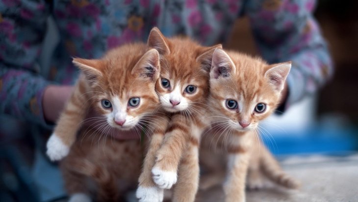 Мережа розсмішило кошеня, яке налякало своїх господарів (ВІДЕО)