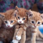 Сеть рассмешил котенок, который напугал своих хозяев (ВИДЕО)