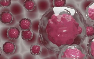 Ученые будут лечить людей с помощью плаценты
