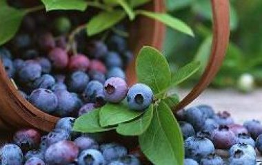 “Фіолетове золото”: одна ягода здатна захистити серце, мозок та кишківник