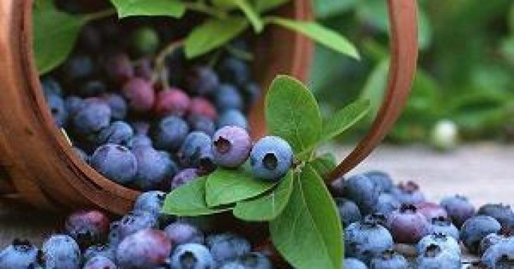“Фіолетове золото”: одна ягода здатна захистити серце, мозок та кишківник