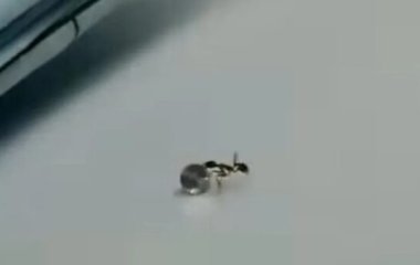 Муравей ограбил итальянский ювелирный салон на огромную сумму