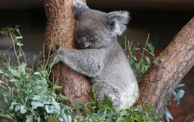 Мережі розсмішило дитинча коали, яке переплутало пса з матір'ю (ВІДЕО)