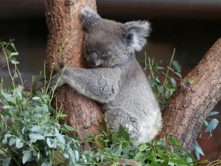 Сети рассмешил детеныш коалы, который перепутал пса с матерью (ВИДЕО)