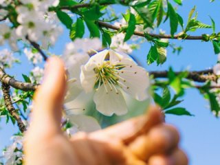 День ангела 17 квітня: кого та як вітати з іменинами