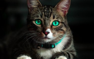 Чому вночі у кота світяться очі — і як цей феномен став поштовхом для інновацій