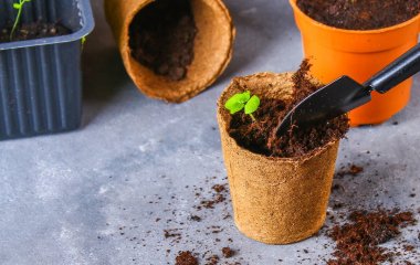 Как вырастить комнатные растения из семян: простые советы