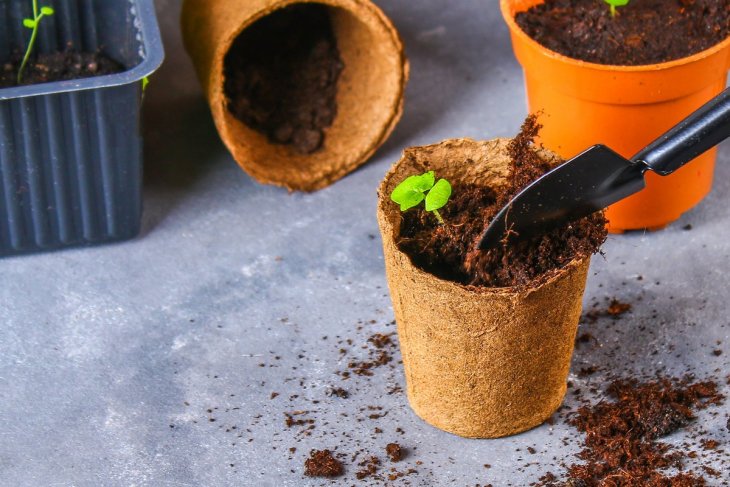 Как вырастить комнатные растения из семян: простые советы