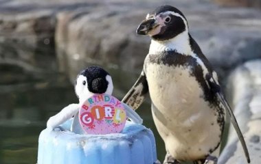 Найстаріший у світі пінгвін відсвяткував день народження: скільки років тварині (фото)