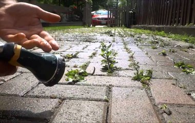 Чим вивести бур'яни між тротуарною плиткою, щоб не рвати їх руками
