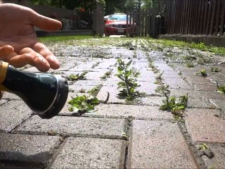 Чим вивести бур'яни між тротуарною плиткою, щоб не рвати їх руками