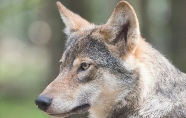 Хижа тварина у місті: вовк зробив підкоп та втік із зоопарку