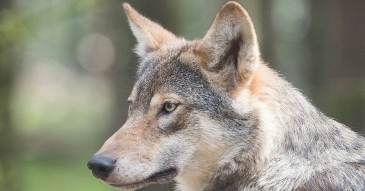 Хижа тварина у місті: вовк зробив підкоп та втік із зоопарку