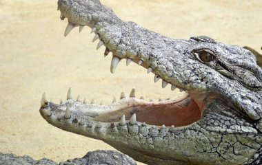 Літак здійснив екстрену посадку в болоті з крокодилами: що сталося з пасажирами
