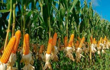  Сахарная кукуруза: посадка, уход, советы по выращиванию