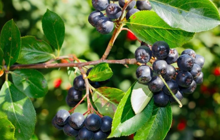 Найкорисніша ягода, що блокує хвороби: чорноплідна горобина