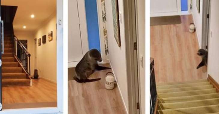 Тюлень без спроса пришёл в дом и напугал кошку (ФОТО)