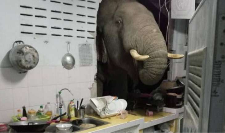 Слон вдерся в будинок у пошуках вечері (ВІДЕО)