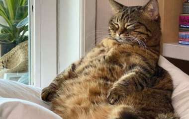 Сети покорил упитанный кот, вынужденный сесть на диету (ФОТО)