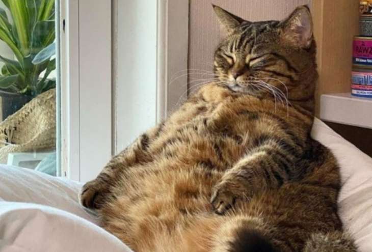 Сети покорил упитанный кот, вынужденный сесть на диету (ФОТО)