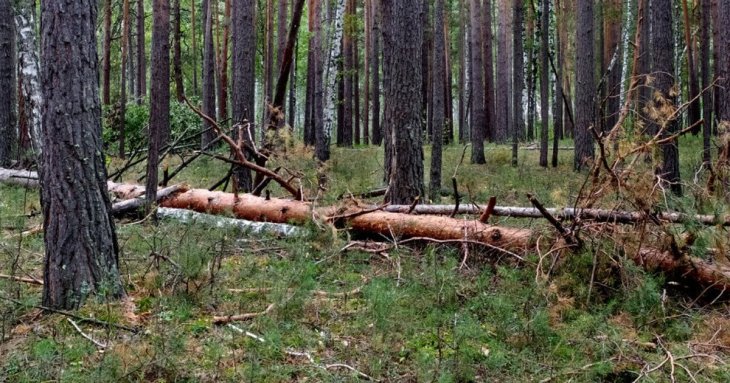 Чи можна збирати сухостій, гілля на узбіччі: що каже закон