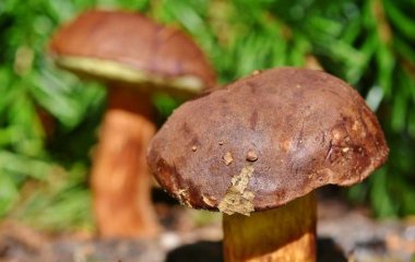 Медики назвали шесть многообещающих преимуществ грибов для здоровья