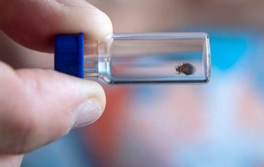 Лікар назвала перші ознаки зараження кліщовим енцефалітом