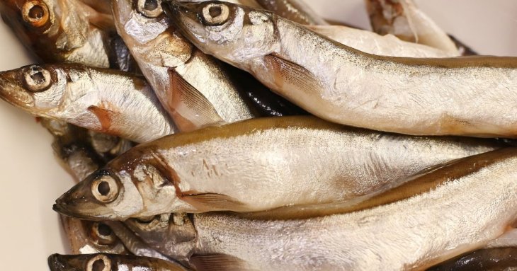 Розкрито неочевидну користь від вживання мойви: ця дрібна риба інколи краща за червону
