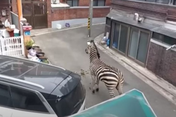 Зебра сбежала из зоопарка и три часа гуляла по городу (ВИДЕО)