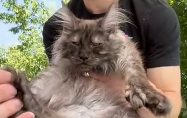 Кіт із рекордною кількістю пальців на лапах: який він має вигляд — відео