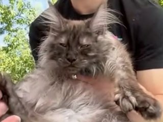 Кіт із рекордною кількістю пальців на лапах: який він має вигляд — відео
