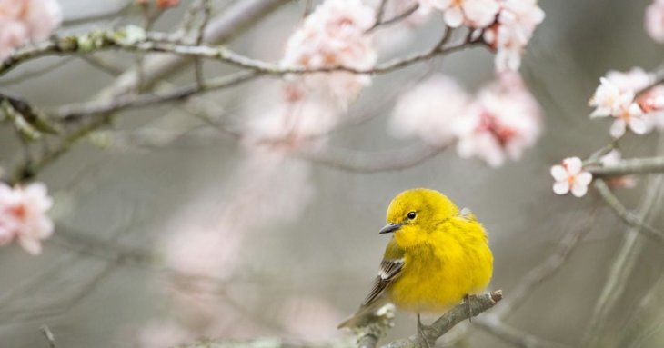 Як захистити ягоди та фрукти від птахів: садівниця показала простий лайфгак