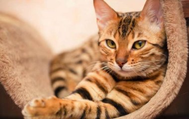 Ученые выяснили, почему у людей появляется аллергия на кошек
