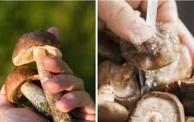Как легко отмыть грибы от грязи: лайфхак от опытных грибников