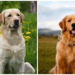 Сети насмешил лабрадор, не умеющий ловить предметы (ВИДЕО)